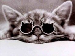 gatto-occhiali.jpg